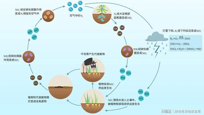 硝化细菌水生生态系统的关键守护者